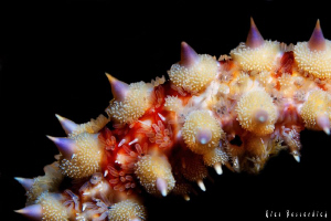 Star-Fish by Rico Besserdich 